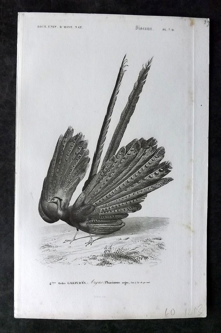d'Orbigny, Charles 1849 Bird Print. Argus Pheasant (1 of 1)
