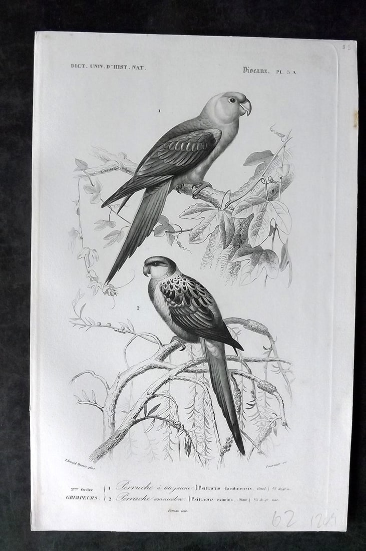 d'Orbigny, Charles 1849 Bird Print. Extinct Carolina Parakeet USA (1 of 1)