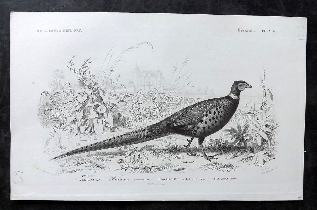d'Orbigny, Charles 1849 Bird Print. Pheasant (1 of 1)