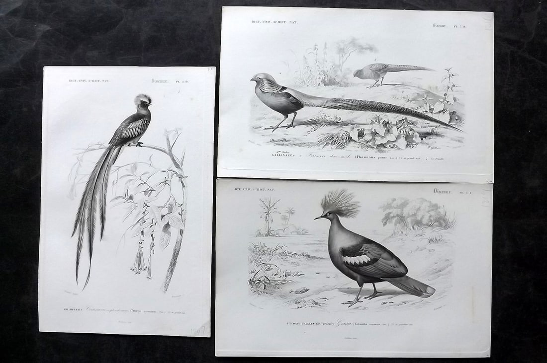 d'Orbigny, Charles 1849 Lot of 3 Antique Bird Prints (1 of 2)
