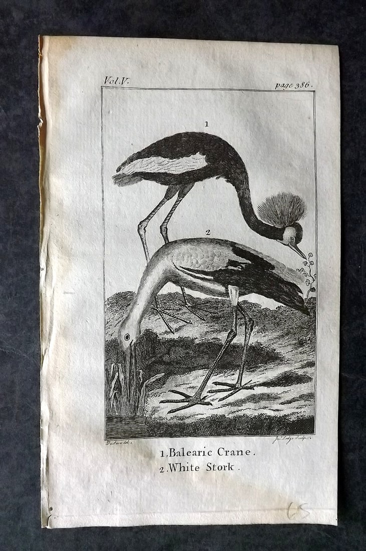 Goldsmith, Oliver 1782 Bird Print. Balearic Crane. White Stork: Copper Plate Published 1782, London for "An History of the Earth and Animated Nature" by Oliver Goldsmith. Paper Size: 7 x 4.25 inch (18 x 11cm) Very minor margin water staining. Good Condition