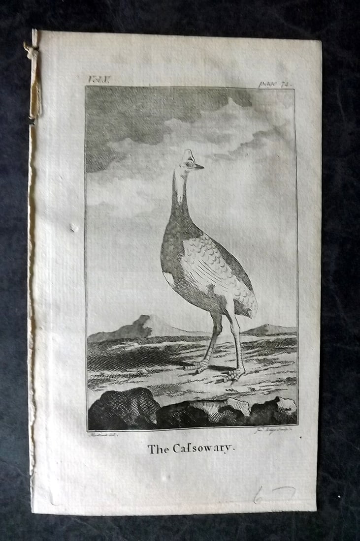 Goldsmith, Oliver 1782 Bird Print. Cassowary Australia - Early Image (1 of 1)