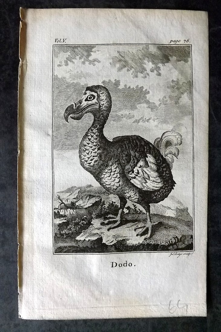 Goldsmith, Oliver 1782 Bird Print. Extinct Dodo (1 of 1)