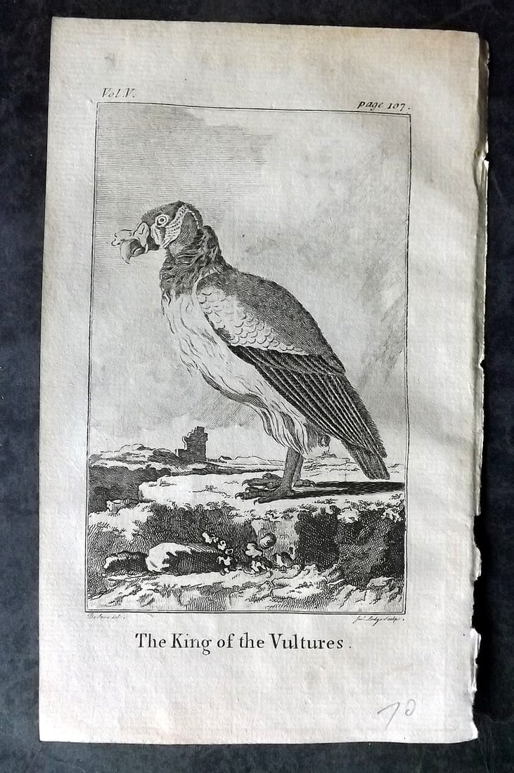 Goldsmith, Oliver 1782 Bird Print. King of the Vultures (1 of 1)