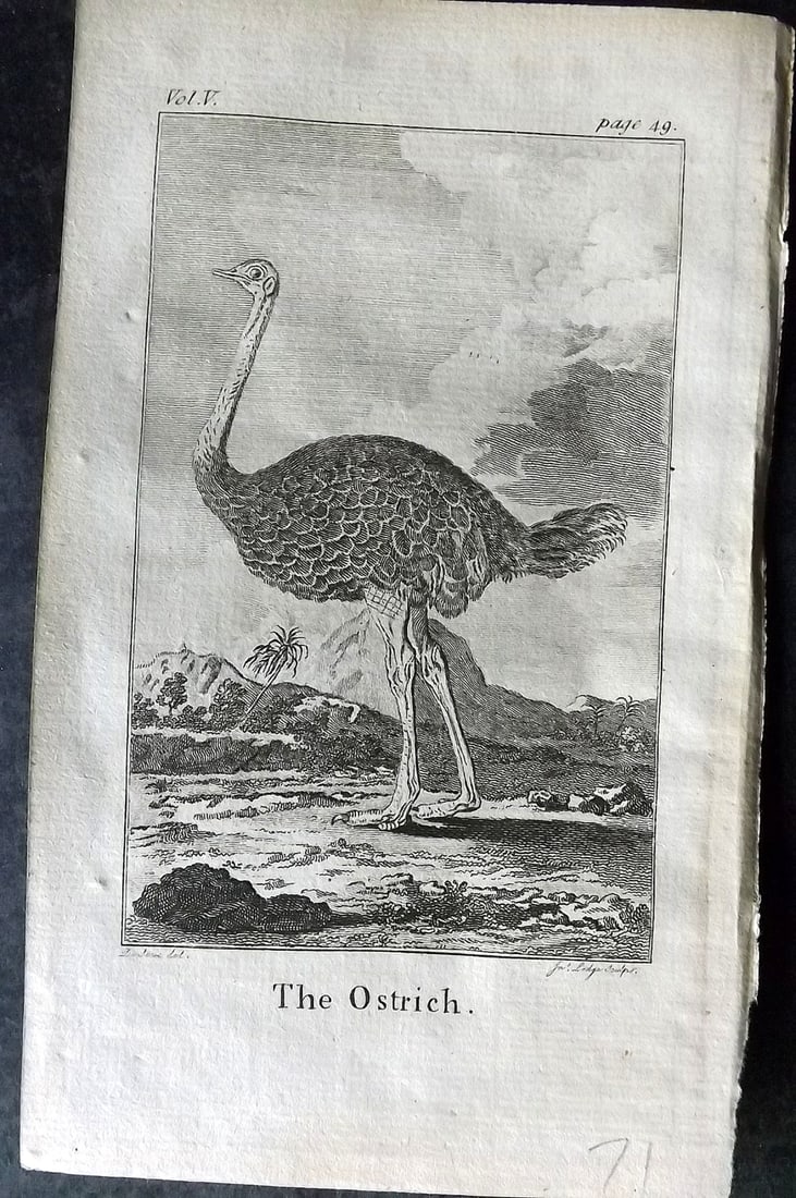 Goldsmith, Oliver 1782 Bird Print. Ostrich (1 of 1)