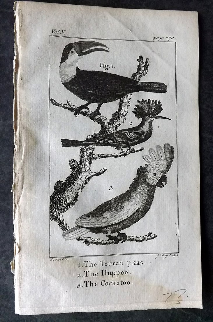 Goldsmith, Oliver 1782 Bird Print. Toucan, Hoopoe, Cockatoo: Copper Plate Published 1782, London for "An History of the Earth and Animated Nature" by Oliver Goldsmith. Paper Size: 7 x 4.25 inch (18 x 11cm) Good Condition