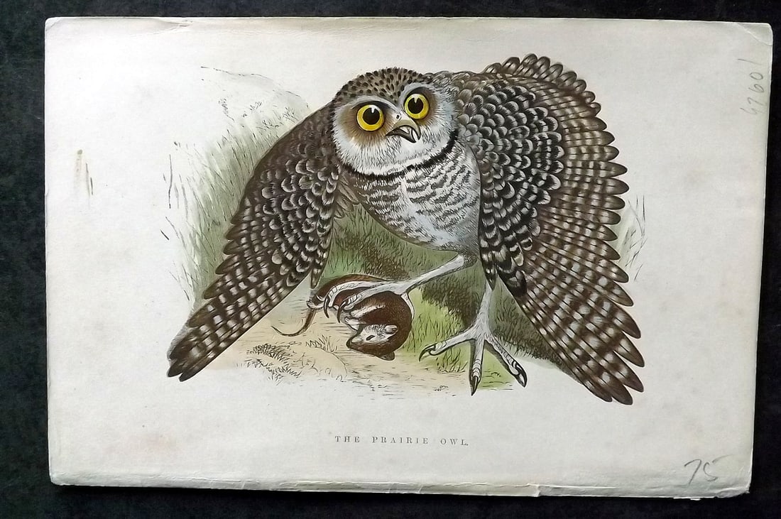 Greene, William 1885 Bird Print. Prairie Owl (1 of 1)