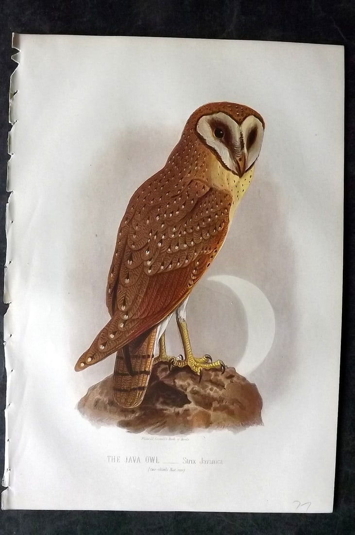 Jones, Thomas Rymer 1869 Antique Bird Print. Java Owl (1 of 1)