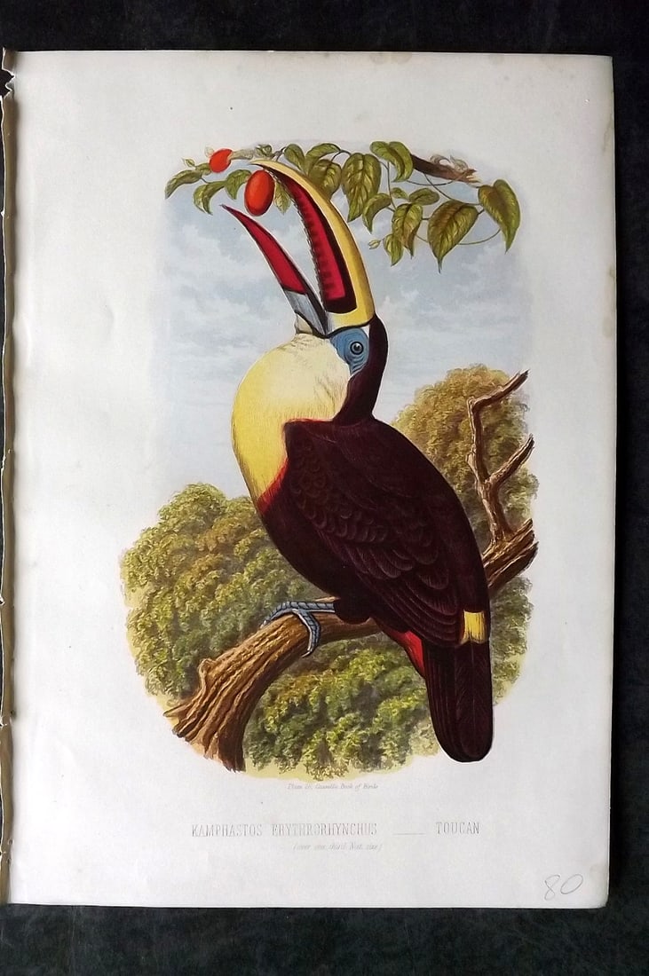 Jones, Thomas Rymer 1869 Antique Bird Print. Toucan: Colour Printed Woodblock Published 1869 by Cassell, Petter, and Galpin, London for "Cassell's Book of Birds" by Thomas Rymer Jones. Paper Size: 10 x 7.5 inch (25 x 19cm) Good Condition