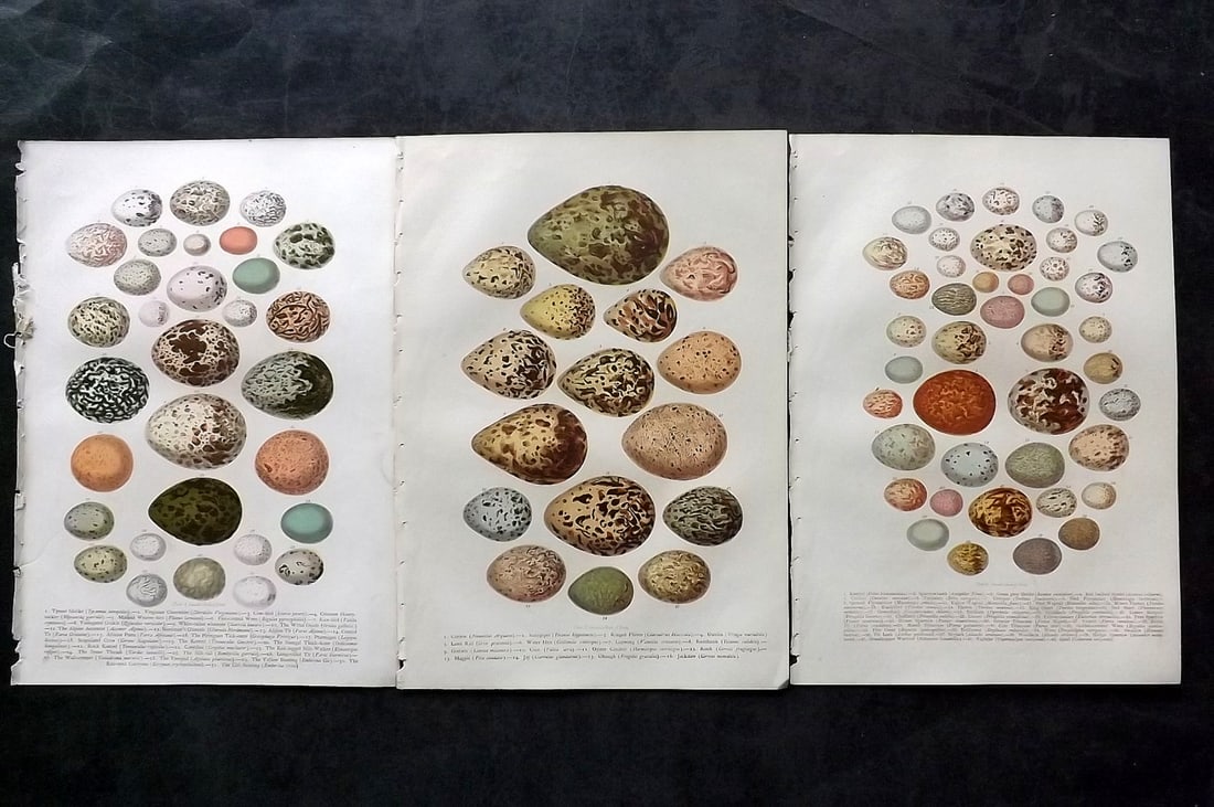 Jones, Thomas Rymer 1869 Lot of 3 Antique Bird Egg Prints (1 of 2)