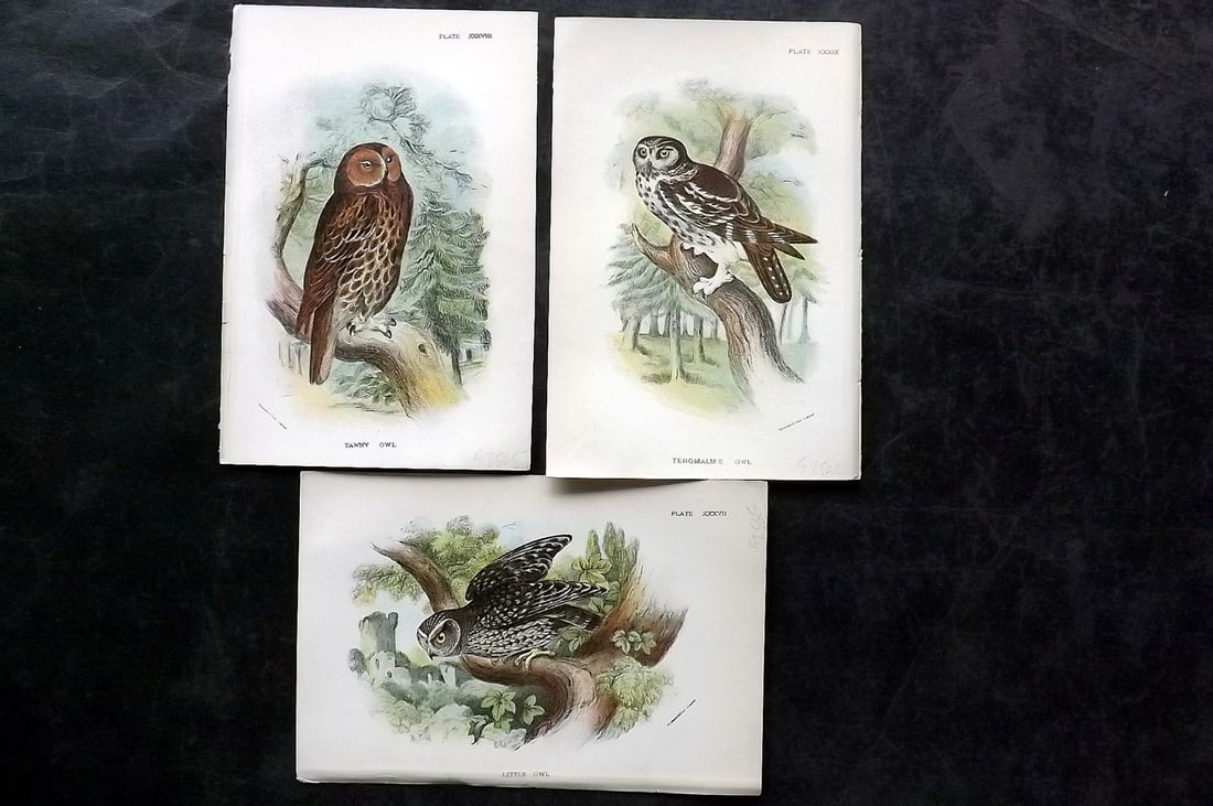 Lloyds's 1897 Lot of 3 Bird Prints. Owls: Chromolithographs Published 1894-97, London for "Lloyds's Natural History..." Edited by R. Bowdler Sharpe, W. F. Kirby, H. O. Forbes, R. Lydekker, and W. R. Olive-Grant. Illustrated after Keulemans, G