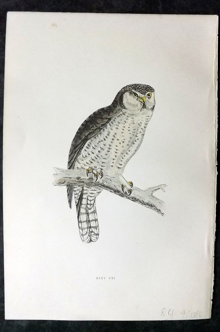 Morris, Francis 1870 Hand Col Bird Print. Hawk Owl (1 of 1)