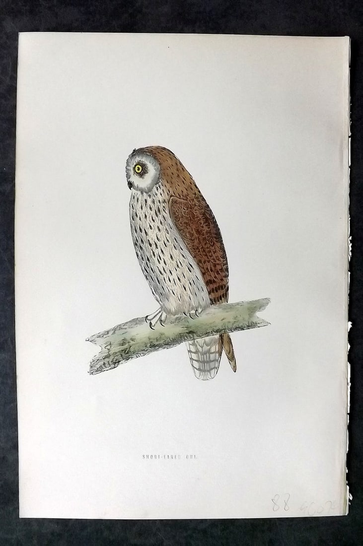 Morris, Francis 1870 Hand Col Bird Print. Short Eared Owl: Woodblocks Published 1870, London for "A History of British Birds" by the Rev. Francis Orpen Morris. Printed in colours and finished by hand. Paper Size: 10 x 6.5 inch (25 x 17cm) Good Condition