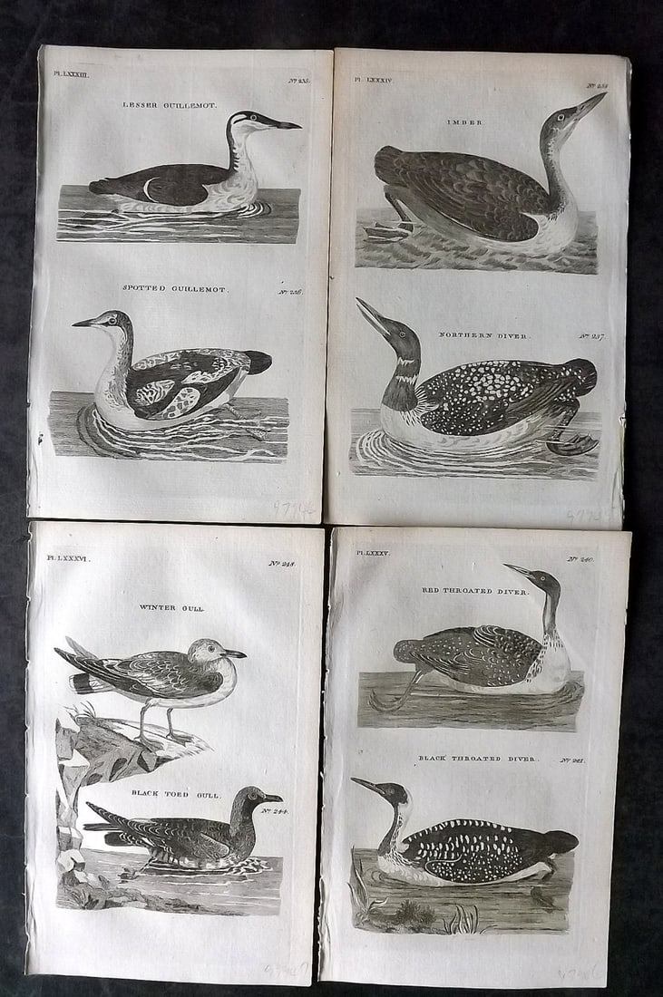 Pennant, Thomas 1776 Lot of 4 Antique Bird Prints (1 of 2)