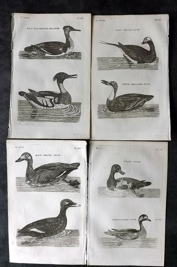 Pennant, Thomas 1776 Lot of 4 Antique Bird Prints: Copper Plates Published 1776-77, London for "British Zoology" by Thomas Pennant. Paper Size: 8 x 5 inch (21 x 13cm) Good Condition