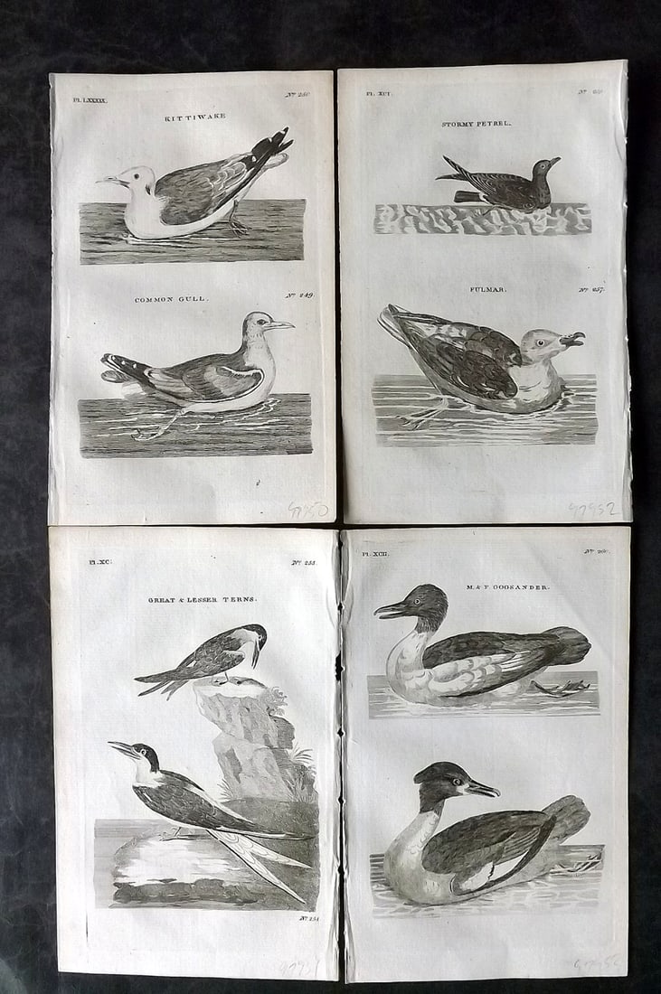 Pennant, Thomas 1776 Lot of 4 Antique Bird Prints: Copper Plates Published 1776-77, London for "British Zoology" by Thomas Pennant. Paper Size: 8 x 5 inch (21 x 13cm) Good Condition