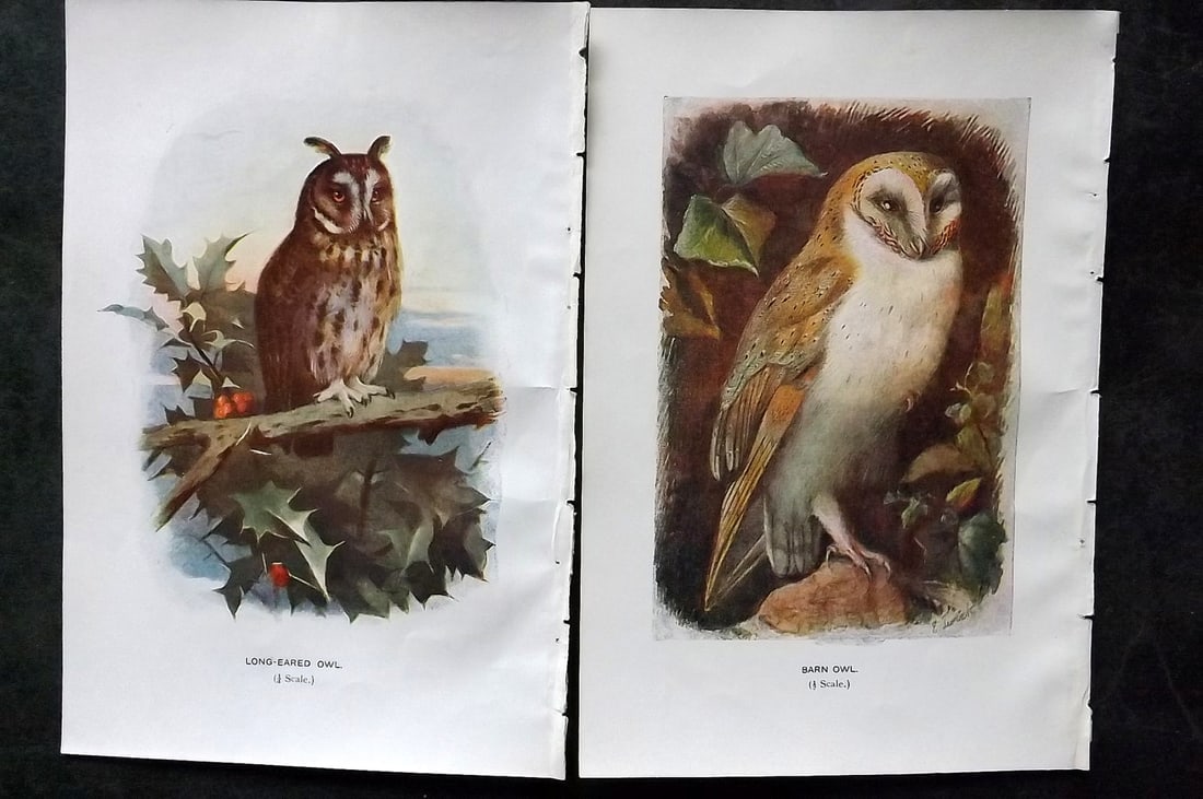 Swaysland, Walter 1903 Pair of Antique Owl Prints (1 of 1)
