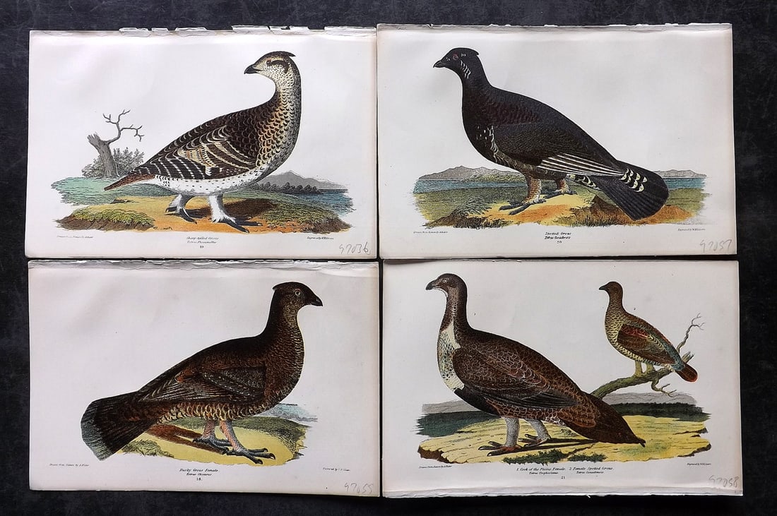 Wilson, Alexander 1877 Lot of 4 American Bird Prints: Chromolithograph Published 1877, London for "American Ornithology; or, The Natural History of the Birds of the United States" by Alexander Wilson, Charles Lucien Bonaparte and William Jardine. Paper S