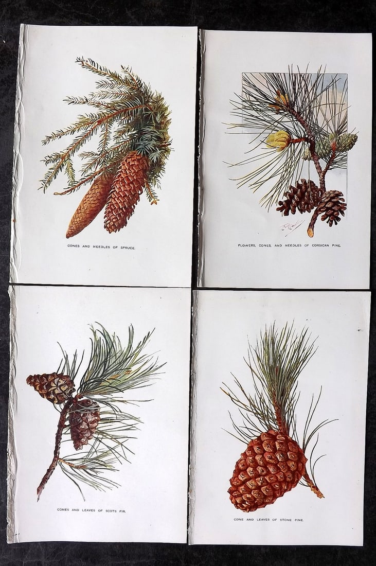 Boulger, George 1907 Lot of 4 Antique Botanical Prints. Pine Cones (1 of 2)