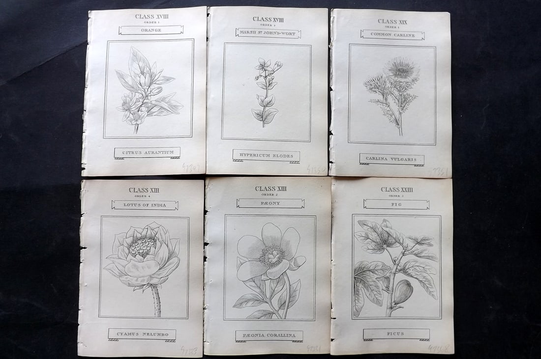 Duppa, Richard 1809 Lot of 6 Antique Botanical Prints (1 of 2)
