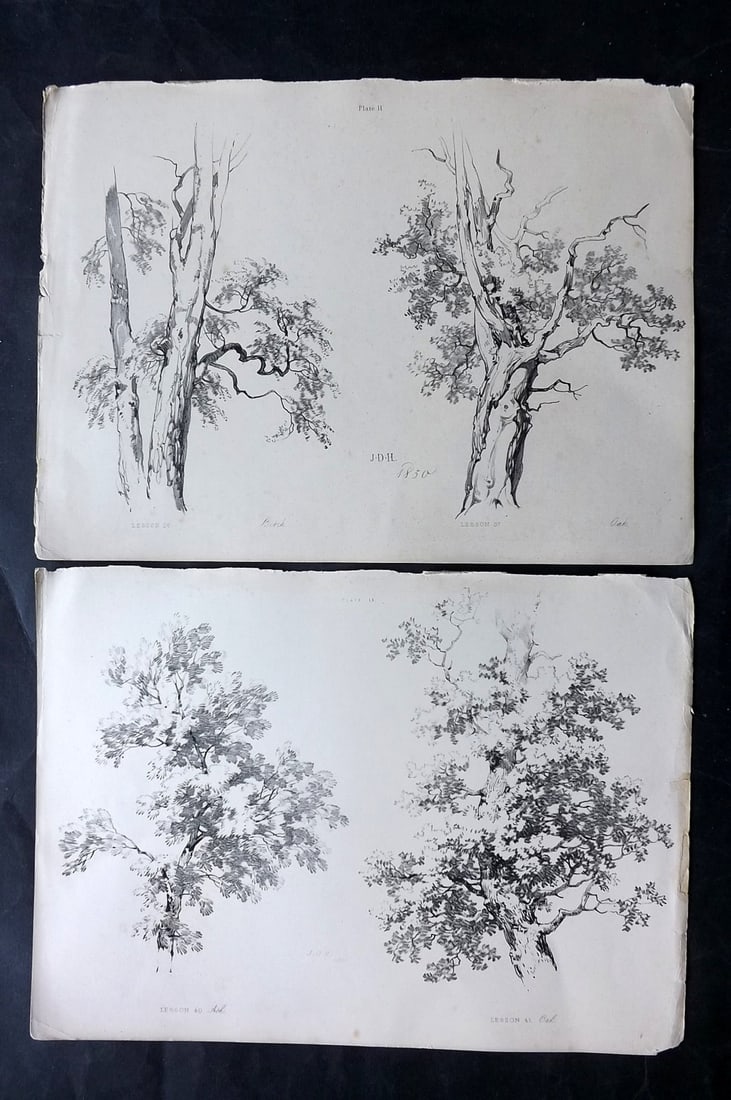 Harding, J. D. 1850 Pair of Folio Antique Tree Prints (1 of 2)
