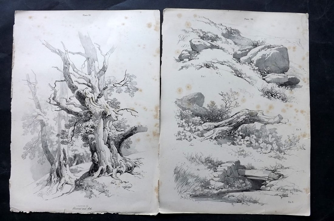 Harding, J. D. 1850 Pair of Folio Antique Tree Prints (1 of 2)