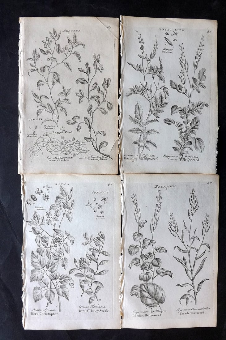 Hill & Culpeper 1802 Lot of 4 Antique Botanical Prints (1 of 2)