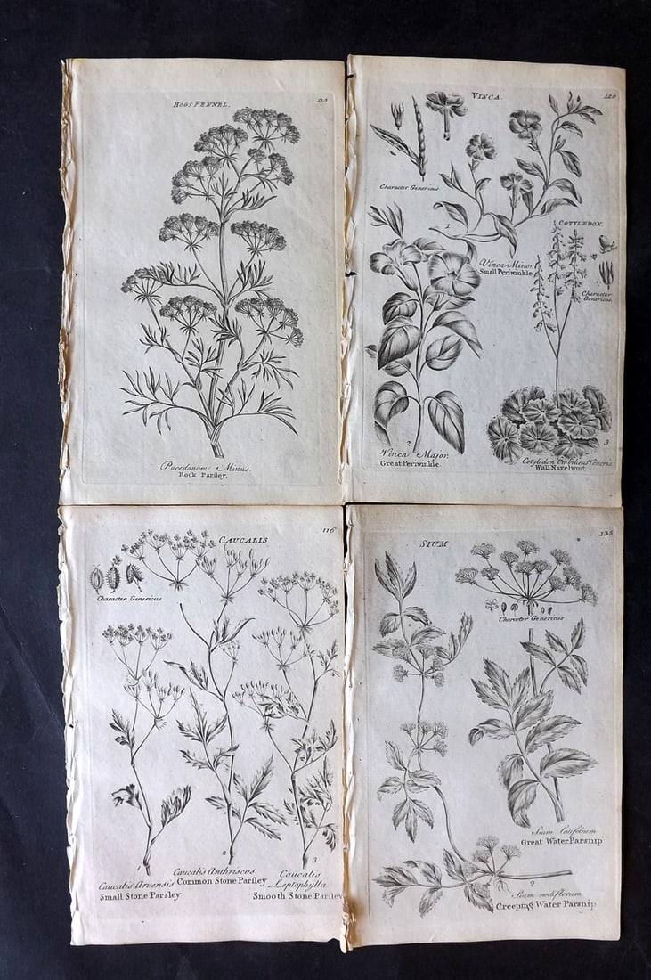 Hill & Culpeper 1802 Lot of 4 Antique Botanical Prints (1 of 2)