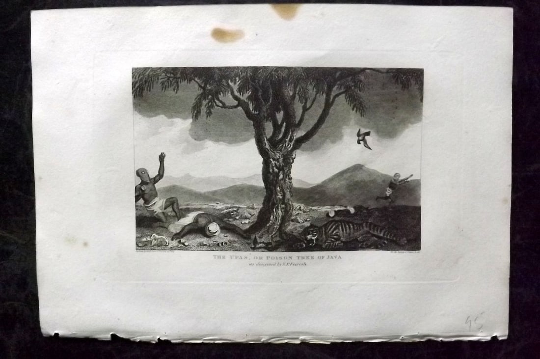 Polehampton, Edward 1823 Botanical Print. Upas or Poison Tree of Java: Copper Plate Published 1823, London for "The Gallery of Nature and Art: or, A Tour Through Creation and Science" by the Rev. Edward Polehampton & John M. Good. Paper Size: 10 x 7 inch (26 x 18cm) Toni