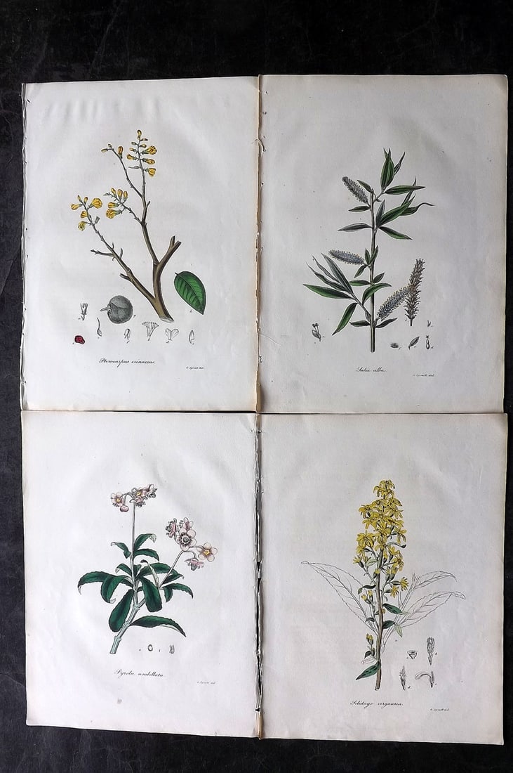 Woodville, William 1832 Lot of 4 Hand Col Botanical Prints (1 of 2)
