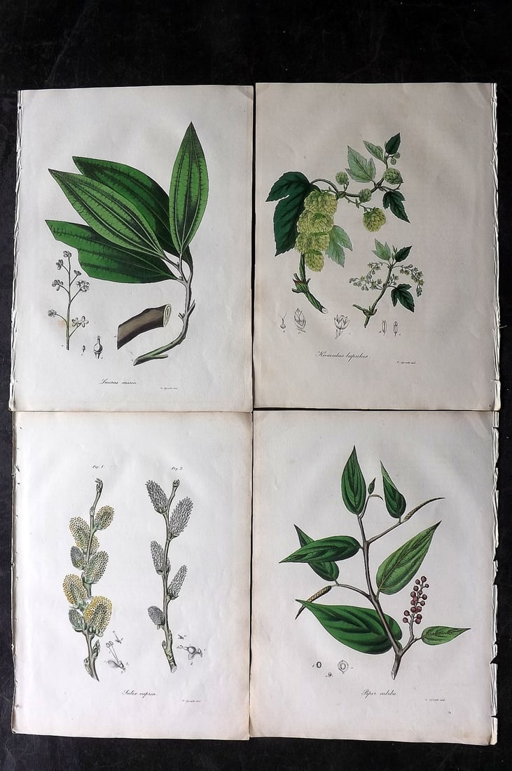 Woodville, William 1832 Lot of 4 Hand Col Botanical Prints (1 of 2)