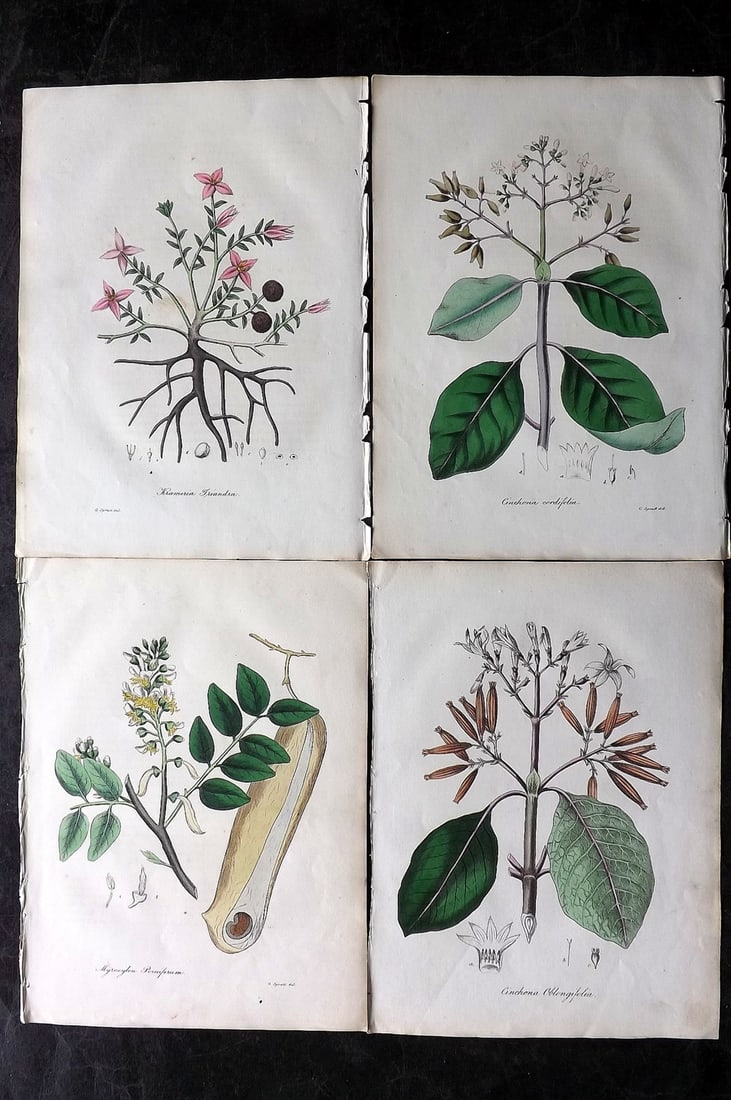 Woodville, William 1832 Lot of 4 Hand Col Botanical Prints (1 of 2)