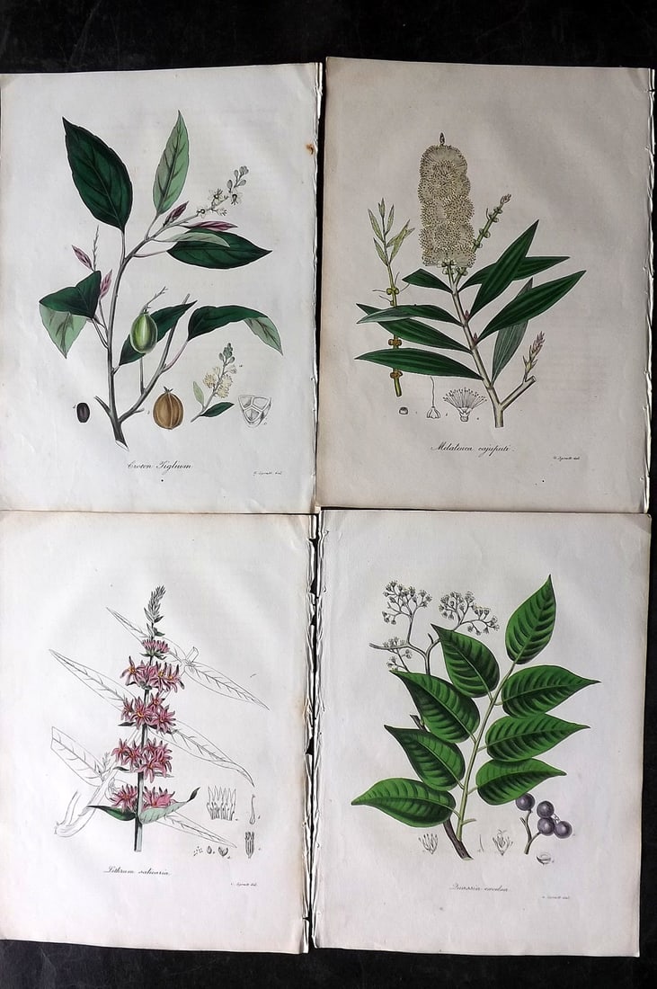 Woodville, William 1832 Lot of 4 Hand Col Botanical Prints (1 of 2)