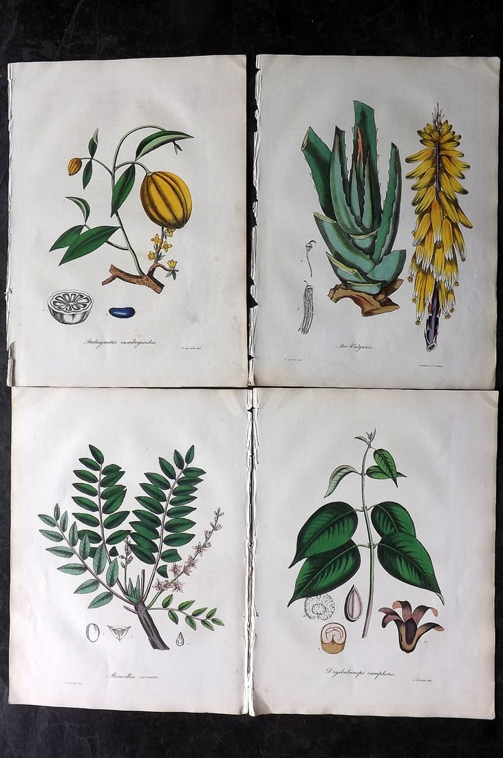 Woodville, William 1832 Lot of 4 Hand Col Botanical Prints (1 of 2)