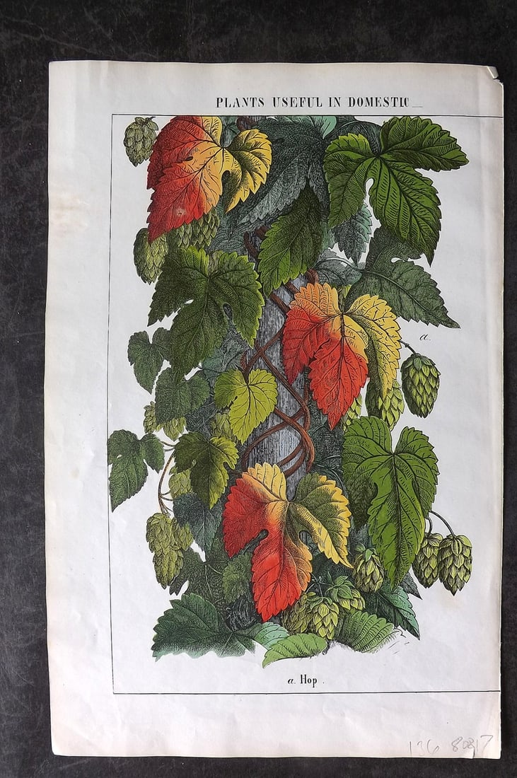 Yonge, Charlotte 1857 Folio Hand Col Botanical Print. Hop: Hand Coloured Lithographs Published 1857, London for "The Instructive Picture Book. Or Lessons from the Vegetable World" by Charlotte Mary Yonge. Paper Size: 12.5 x 8 inch (32 x 21cm) Trimmed from a l