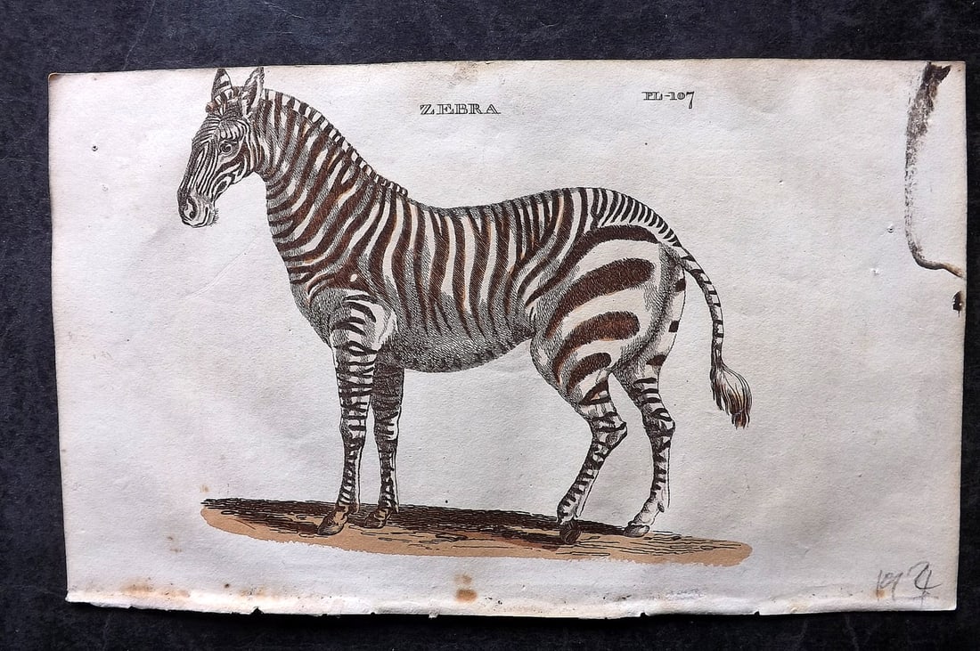 Brightly (Pub) 1811 Hand Col Print. Zebra: Hand Colored Copper Plate Published 1811 by Brightly & Co, Bungay for "The Natural History of Quadrupeds and Cetaceous Animals" By Various Authors - Many images taken from George Shaw's "General Zoolo