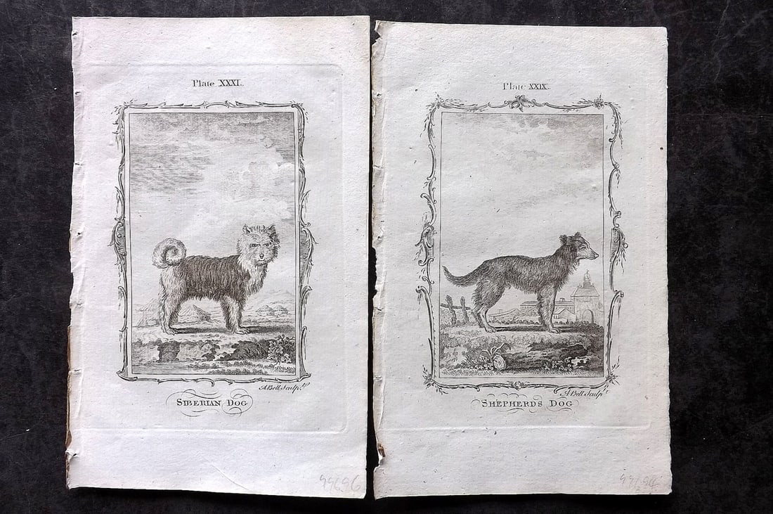 Buffon, Comte de 1785 Pair of Antique Prints. Dogs: Copper Plate Published 1785, London for "Natural History, General and Particular" by the Count de Buffon. Translated by William Smellie. Paper Size: 8.5 x 5 inch (22 x 13cm) Good Condition