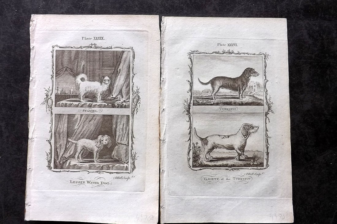 Buffon, Comte de 1785 Pair of Antique Prints. Dogs (1 of 1)