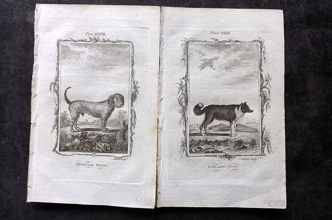 Buffon, Comte de 1785 Pair of Antique Prints. Dogs: Copper Plate Published 1785, London for "Natural History, General and Particular" by the Count de Buffon. Translated by William Smellie. Paper Size: 8.5 x 5 inch (22 x 13cm) Good Condition