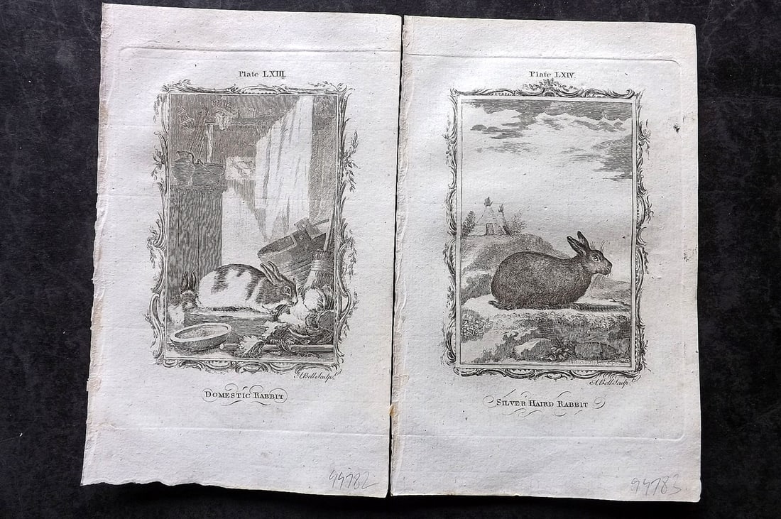Buffon, Comte de 1785 Pair of Antique Prints. Rabbits: Copper Plate Published 1785, London for "Natural History, General and Particular" by the Count de Buffon. Translated by William Smellie. Paper Size: 8.5 x 5 inch (22 x 13cm) Good Condition