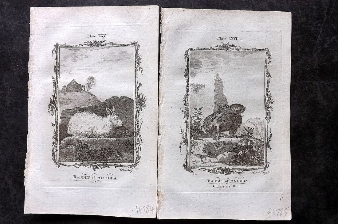 Buffon, Comte de 1785 Pair of Antique Prints. Rabbits: Copper Plate Published 1785, London for "Natural History, General and Particular" by the Count de Buffon. Translated by William Smellie. Paper Size: 8.5 x 5 inch (22 x 13cm) Good Condition