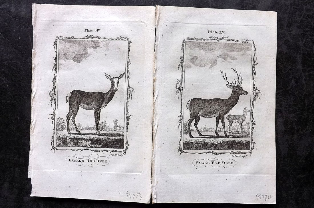 Buffon, Comte de 1785 Pair of Antique Prints. Red Deer: Copper Plate Published 1785, London for "Natural History, General and Particular" by the Count de Buffon. Translated by William Smellie. Paper Size: 8.5 x 5 inch (22 x 13cm) Good Condition