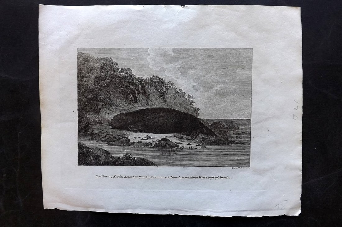 Cooke, George 1801 Print. Canada Sea Otter, Nootka Sound. Vancouver Island (1 of 1)