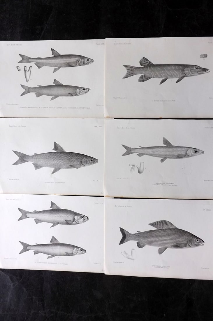 Day, Francis 1884 Lot of 6 Antique Fish Prints: Lithographs Published 1880-84, London for "The Fishes of Great Britain and Ireland" by Francis Day. Paper Size: 10 x 7 inch (26 x 18cm) Some tone spotting present. Good overall