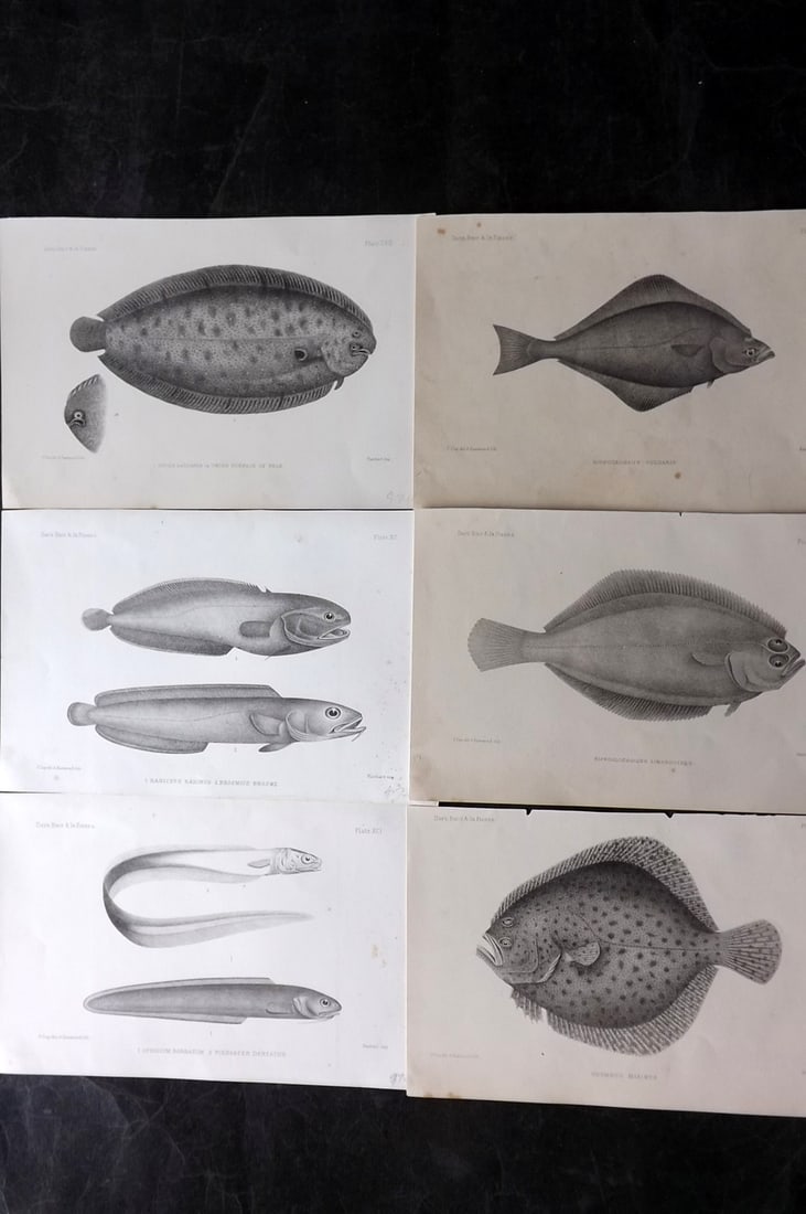 Day, Francis 1884 Lot of 6 Antique Fish Prints: Lithographs Published 1880-84, London for "The Fishes of Great Britain and Ireland" by Francis Day. Paper Size: 10 x 7 inch (26 x 18cm) Some tone spotting present. Good overall