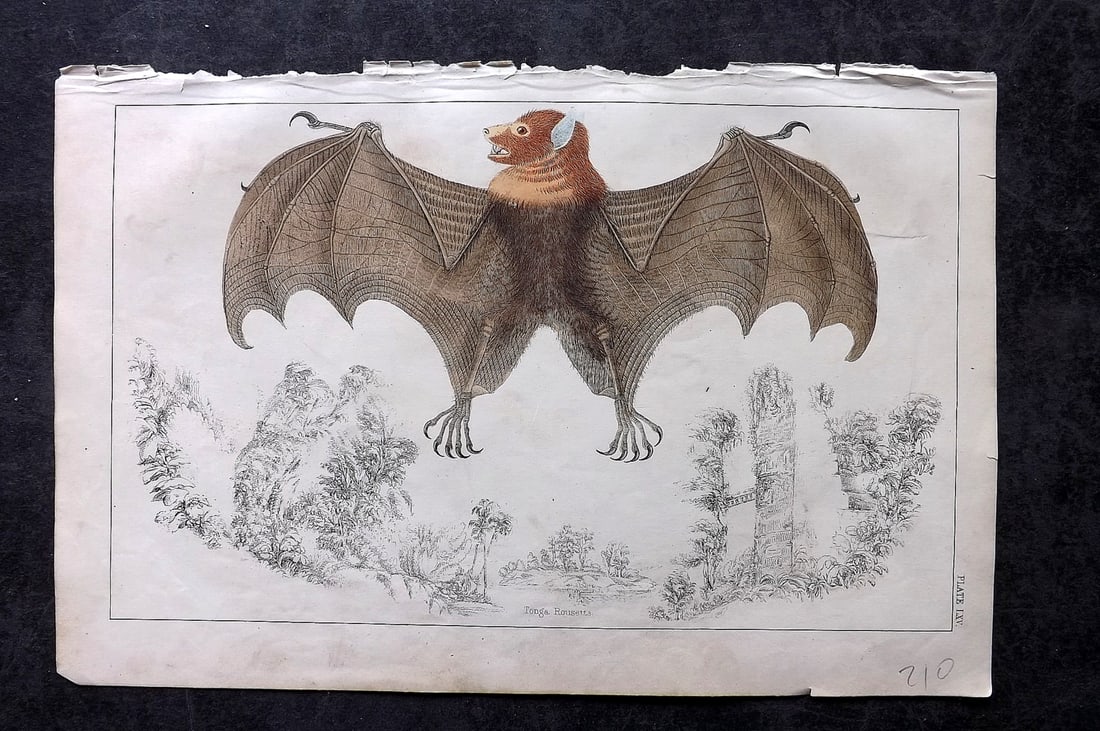 Goldsmith, Oliver C1850 Hand Col Print. Bat (1 of 1)