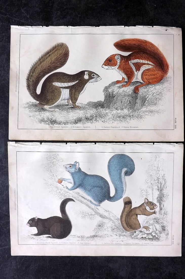 Goldsmith, Oliver C1850 Pair of Hand Col Prints. Squirrels: Hand Colored Etching/Engraving Published C1850 by A. Fullarton & Co., London for "A History of the Earth and Animated Nature" by Oliver Goldsmith. Paper Size: 10 x 6 inch (25 x 16cm) Good Condition