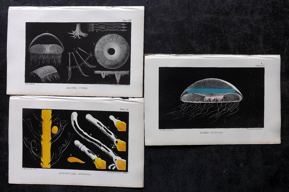 Gosse, Philip Henry 1853 Lot of 3 Sea Life Prints. Jellyfish etc (1 of 2)