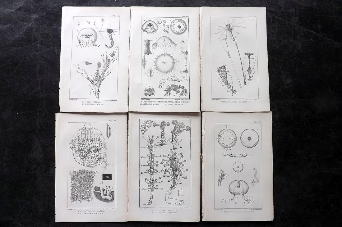 Gosse, Philip Henry 1853 Lot of 6 Sea Life Prints (1 of 2)