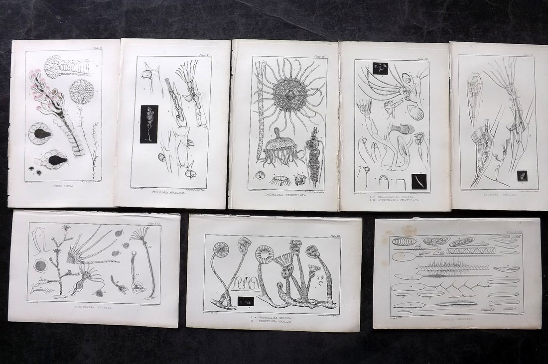 Gosse, Philip Henry 1853 Lot of 8 Sea Life Prints (1 of 2)